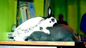 Hur skulle det reageras, om sådant här visades i amerikansk TV? Hursomhelst är det själve segraren i best in show, som här med glatt mod kastar sig över en besegrad kvinnlig konkurrent.