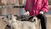 Moa har bidragit till att Torsten Röberg tillfrisknat så snabbt efter sin sjukdom. "Direkt jag kom hem från sjukhuset ringde jag min kusin och frågade om jag fick låna hans hund. Det är så tråkigt att promenera ensam. Som vi har gått, hon och jag." 
FOTO: ANITA KJELLBERG