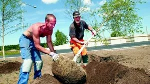 Häromdagen planterades träd ut runt omkring den nya återvinningscentralen i Åby, som snart är klar att tas i drift. Det var Peter Hålling från Norrköpings Allservice och Yngve Nilsson från SM Entrprenad som agerade trädplanterare.
FOTO: NICLAS SANDBERG