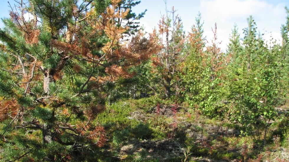 De rostfärgade fläckarna på trädet är ett tydligt tecken på törskatesvamp. (Arkivfoto)