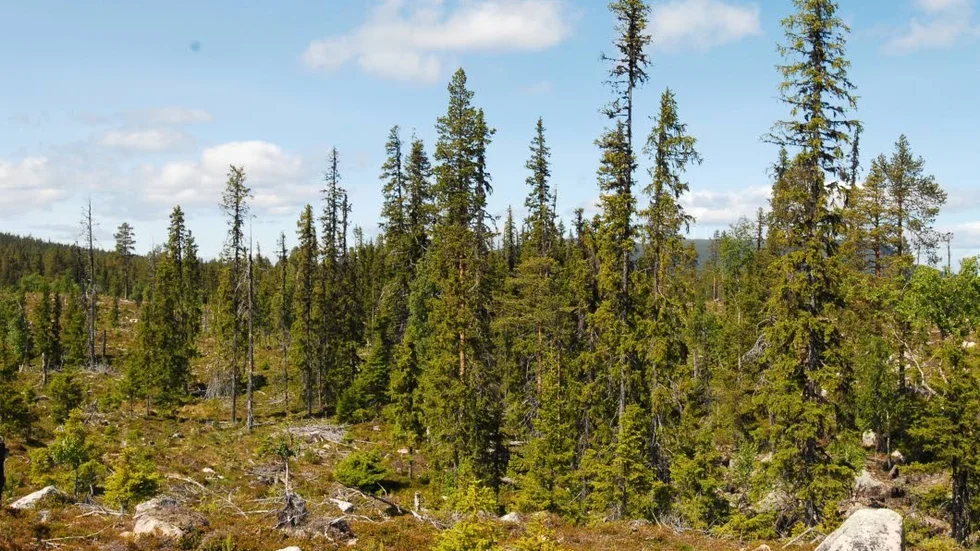 Länsstyrelsen i Norrbotten har efter inventering kommit fram till att Lill-Skarjak är skyddsvärt. Diskussioner och beslut om eventuellt skydd sker under hösten.