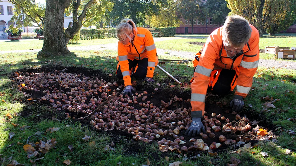 För första gången blir det vårtulpaner i Järnvägsparken. Hanna Asklund och Lars-Martin Blomberg planterade tusentals lökar.