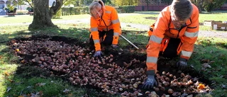 För första gången – här ska det blomma i Motala i vår