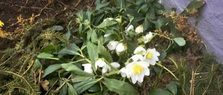 Blommor vid husväggen