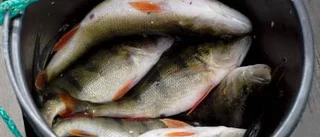 Höga gifthalter i Bråvikens fisk