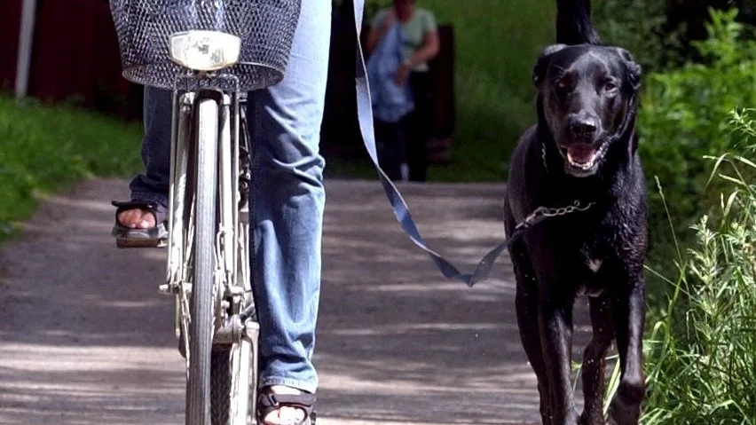 Skribenten uppmanar oss att ta det lugnt med hunden i värmen. Bilden föreställer en annan hund i svalare väder.