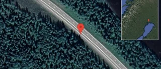 Renar på vägen på E4