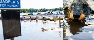 Ny hundbadplats till Djulöområdet "Vi vet att småbåtshamnen inte riktigt är en optimal plats för ett hundbad"