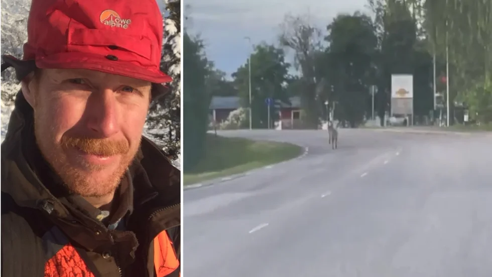 Länsstyrelsen bedömer att vargen som synts i Skellefteå är förbipasserande.