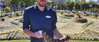 Kaktusinvigning bjöd på både växtormar och pytonormar