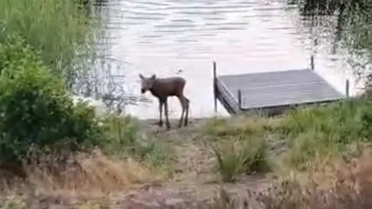 Älgkalv