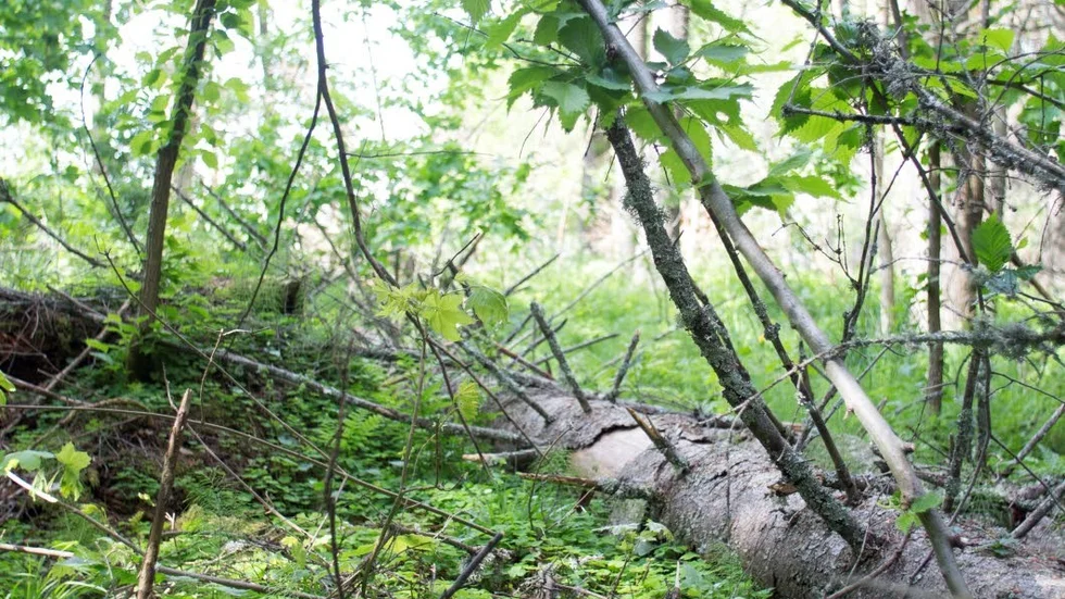 Flera döda granar ligger på marken i skogen, drabbade av granbarkborrens angrepp i fjol.