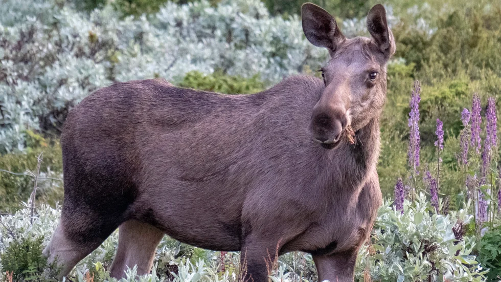 Älgstammen minskar. De senaste decenniet har älgstammen i Sverige minskat med en tredjedel, enligt Svenska Jägareförbundet. Arkivbild.