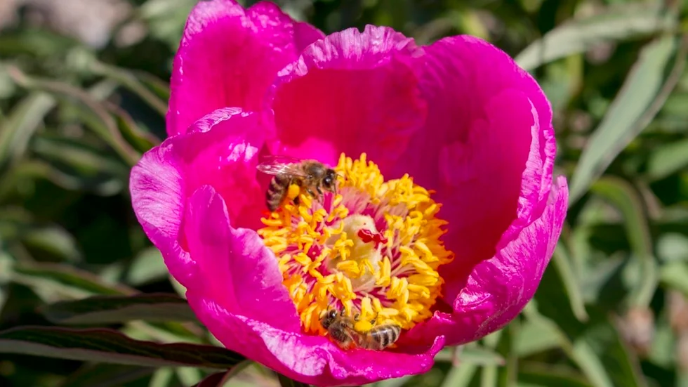 Biets dag på Julita går kommer erbjuda en blomstervandring, där trädgårdsmästaren berättar om bins betydande roll i växtriket.