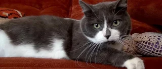 Lena blev kattägare mot sin vilja