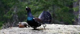 Tjädertät skog blir nytt naturreservat