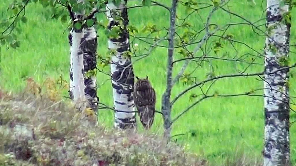 Anna Holmlund fick syn på den ovanliga berguven utanför sitt hus i Marsviken. Inte nog med det – hon lyckades fånga den på film.