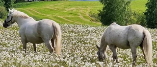 Glada hästar på sommarlov: ”20 av våra totalt 25 hästar är med ut på betet”