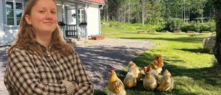 Mysteriet tätnar: Vem stjäl äggen?