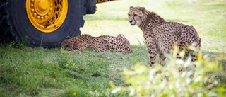 Volvo och Parken Zoo fortsätter samarbete
