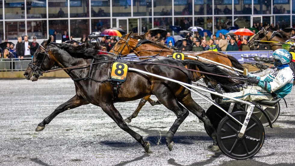 Favoriten Don Fanucci Zet (Örjan Kihlström) håller undan för vasst spurtande stallkamraten Born Unicorn (Mats E Djuse)