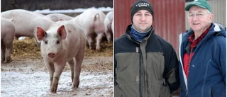 Varnar för afrikansk svinpest: "Släng inte charkprodukter i naturen" • Enköpingsbonden: "Mardrömsscenario"