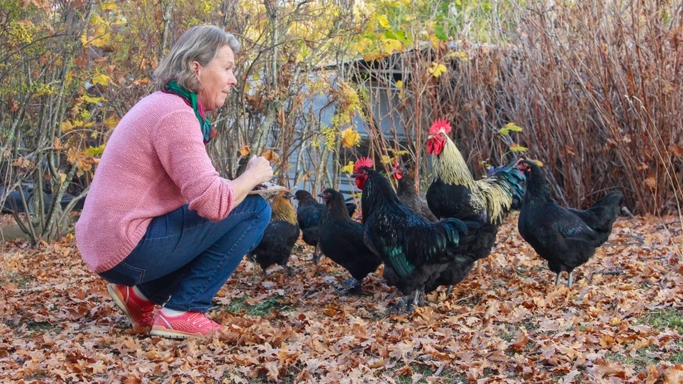 Kerstin Åberg får inte ha kvar sina tuppar, enligt beslut från kommunen. Nu har hon överklagat beslutet till länsstyrelsen.