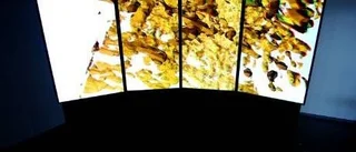 Formica, quo vadis?