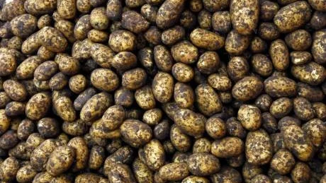 HÄRLIGA KNÖLAR. Potatis är en av världens mest användbara grödor och hur skulle vi klara oss utan den?