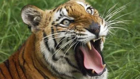 VILD. Vill vi verkligen ha en tiger i soffan?