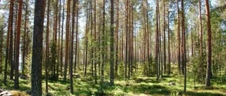 Norra Skogsägarna stoppar markberedning