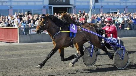 ENKELT. Aldermarin och Kenth Åkerlund tog en enkel seger i kallblodens största lopp, "Fördel Boden". Foto: PETRA ISAKSSON