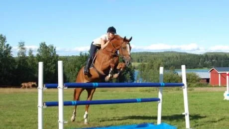 SPÄNSTIGT EKIPAGE. Med Lucky Star H är Eva Ursin segervan. Vann förra helgen i Jokkmokk. Nu laddar hon för Bodens Ryttarspel i helgen.