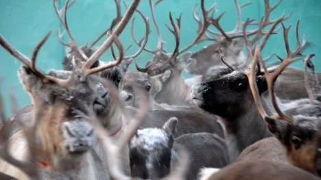 Den 12 december gav länsstyrelsen Västra Kikkejaur sameby rätt om Laxbäcken 1:18 och Laxbäcken 1:1, bland annat för att ett genomförande av planen skulle drabba rennäringen. Nu fortsätter kampen eftersom kommunen lämnat in en överklagan. (Arkivbild)