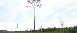 Leva som man lär