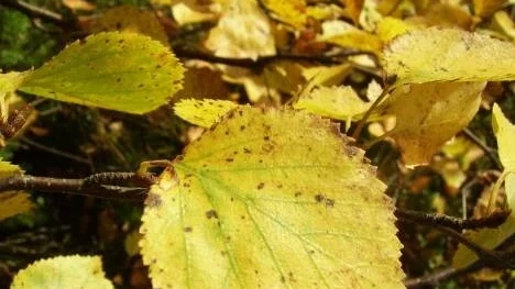 Dagarna blir allt kortare. Med det följer att trädens löv tappar sin färg och sedan skakar av sig dem. En färgsprakande tid möter oss.