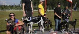 Fyrfotade löpare tävlade i Elitloppet