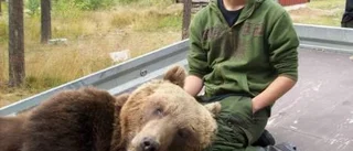 17-årig jägare sköt björn på första jakten