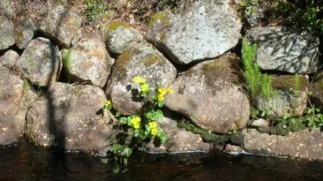 Blommande kabbelekor vid Svensbyån.