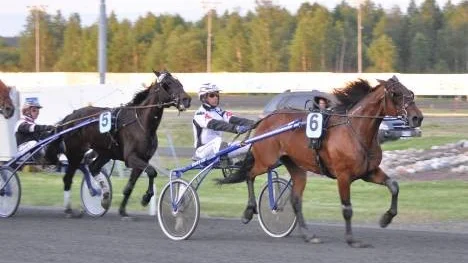 Ozzy Ness med Bosse Eklöf i sulkyn skrällvann i V75 på Peabtravet i juni. Nu tillhör ekipaget favoriterna även i Skellefteås V75-omgång. (Arkivbild)