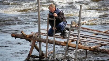 FISKE. Sik och nätting, även kallad flodnejonöga, är de två vanligaste fisksorterna att fånga i Kukkolaforsen. Helge Blomlid hoppades på stor fångst av den ålliknande fisken.