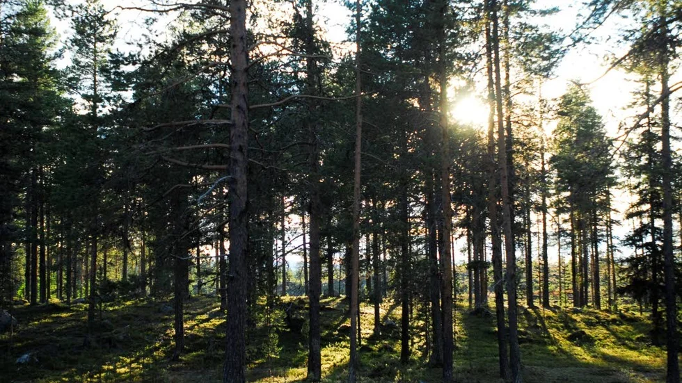Stigande priser. Marknadsvärdet på skogsfastigheter har stigit under första kvartalet i år. (Arkivbild)