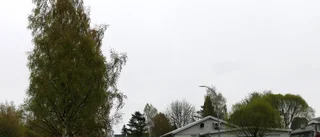 Björkfejd i Roknäs