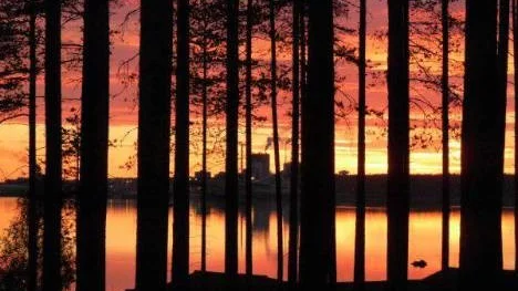 Midnattsbild genom träden.