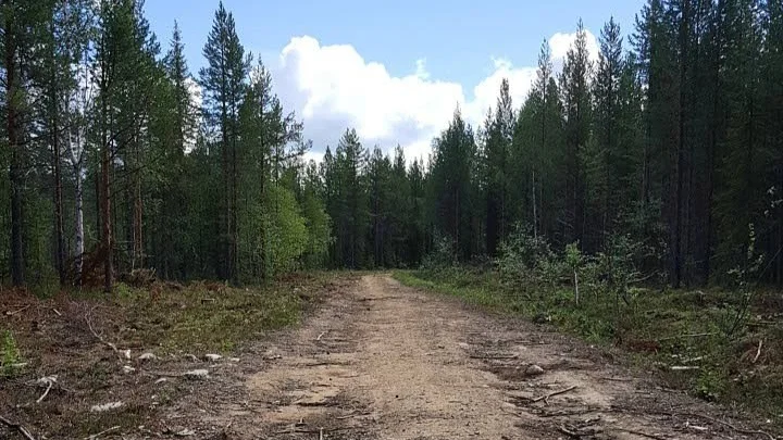 Ut i skogen. Är du vilse och råkar på en skogsväg ska du inte lämna den.