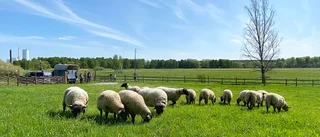 Fåren har släppts ut på Gröngarn: "Gynnar biologiska mångfalden"