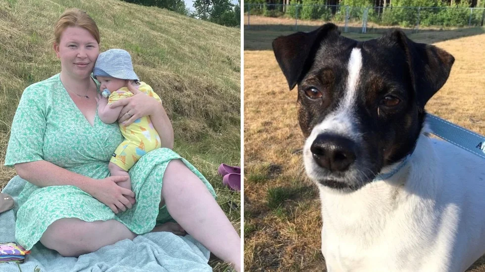 Hunden Rover blev förgiftad efter att ha badat i en sjö med algblomning.