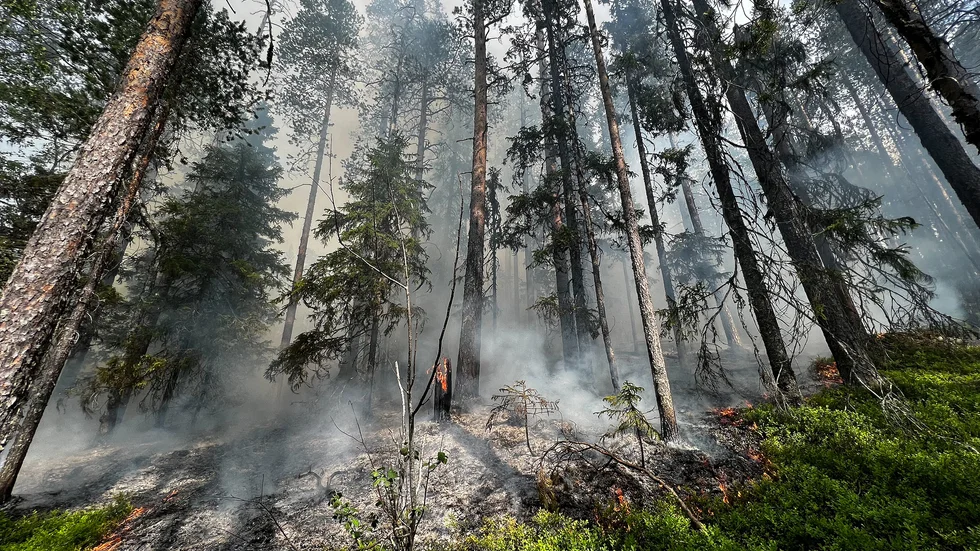 Skogsbranden på Stor-Kanisberget var i oländig terräng. Räddningstjänsten fick kämpa med att få dit brandslangar.
