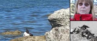 Oron: Fågelinfluensa har nått Gotland igen – ”Det är hemskt”