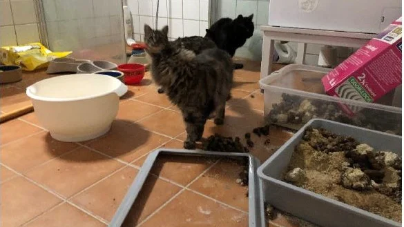 De fyra omhändertagna katterna var instängda i badrummet med överfulla kattlådor och avföring på golvet.